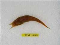 藏品(東方黃魴)的圖片